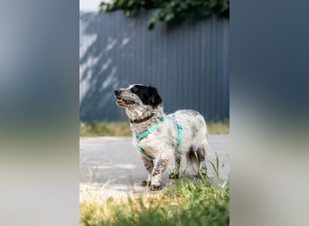 Verschmuster Fendi sucht seine Menschen