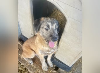 Rick – unser herzallerliebster Strubbelbub sucht seine Menschen!