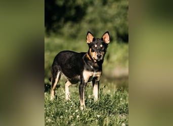 Fröhlicher Czar sucht seine Familie