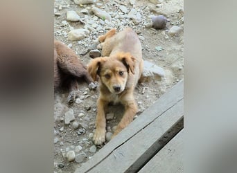 Dakota wünscht sich ein liebevolles Zuhause