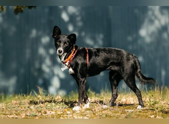 Sanfte Lucy sucht ihre Menschen