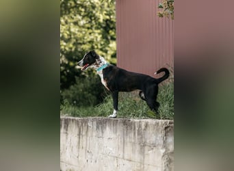 Fröhliche Bokki sucht ihr Zuhause  