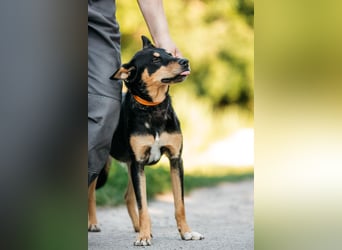 Fröhlicher Czar sucht seine Familie