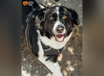 Kami – vom Straßenhund zur Herzenshündin