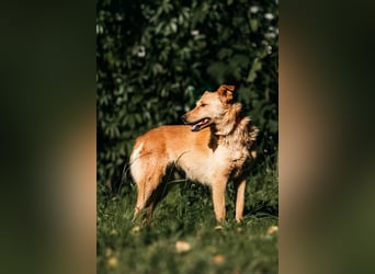 Wunderbare Dina sucht ihre Familie