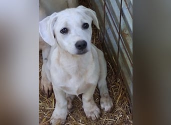 Milo wartet auf seine Seelen-Menschen