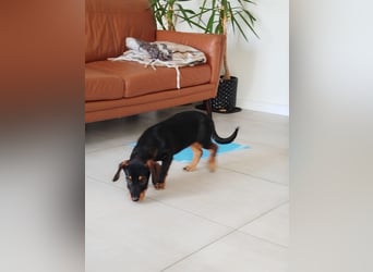 Fröhliche Sonja sucht ihre Menschen