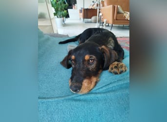 Fröhliche Sonja sucht ihre Menschen