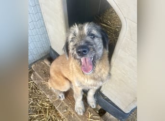 Rick – unser herzallerliebster Strubbelbub sucht seine Menschen!