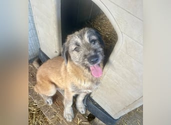 Rick – unser herzallerliebster Strubbelbub sucht seine Menschen!