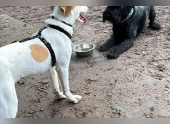 Pongo braucht Verlässlichkeit❗