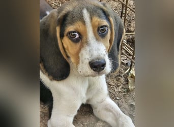 Welpen sucht liebevolle für immer Familie 