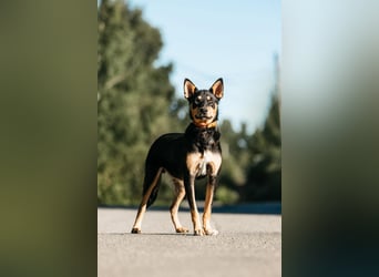 Fröhlicher Czar sucht seine Familie