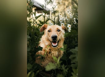 Wunderbare Dina sucht ihre Familie