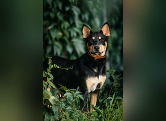 Fröhlicher Czar sucht seine Familie