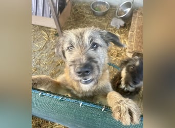 Rick – unser herzallerliebster Strubbelbub sucht seine Menschen!