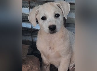 Milo wartet auf seine Seelen-Menschen