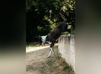 Fröhliche Bokki sucht ihr Zuhause  
