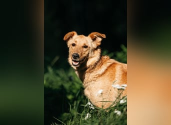 Wunderbare Dina sucht ihre Familie