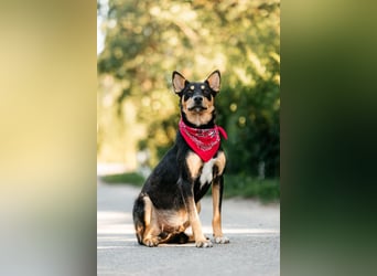 Fröhlicher Czar sucht seine Familie
