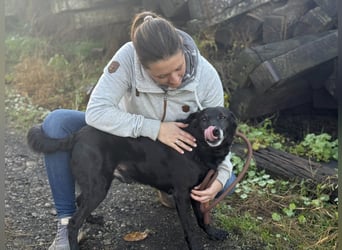 Traumhaft toller Gonza auf der Suche nach seinen Menschen - Zuhause oder Pflegestelle zum 06.12.2025