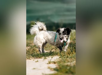 Verschmuster Fendi sucht seine Menschen