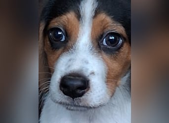 Welpen sucht liebevolle für immer Familie 