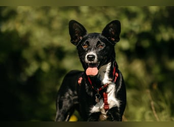 Sanfte Lucy sucht ihre Menschen