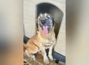 Rick – unser herzallerliebster Strubbelbub sucht seine Menschen!