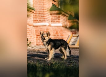 Sanfter Timosha sucht seine Familie