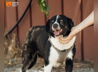 Kami – vom Straßenhund zur Herzenshündin