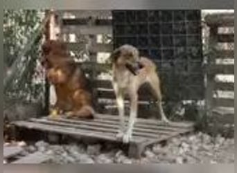 Elvis auf der Suche nach seinem Glück**Pflegestelle und Endstelle**