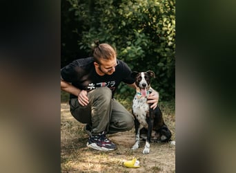 Fröhliche Bokki sucht ihr Zuhause  