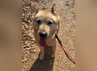 Bud, sanfter Gentleman