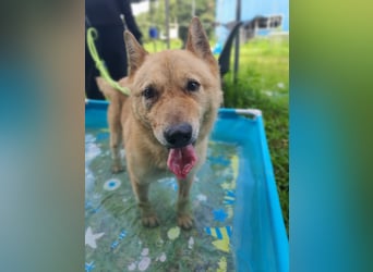 Bud, sanfter Gentleman