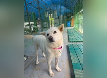 Seola, Menschenliebende Jindo-Mix-Hündin