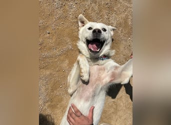 Chapsal, treuer Beschützer mit großem Herzen