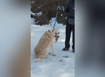 Chen, verspielter Hundejunge