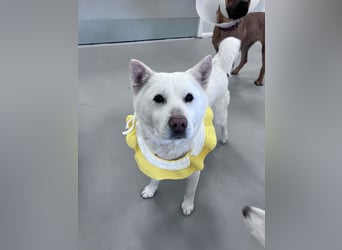 Chloe, sanfte Jindo-Mix Hündin