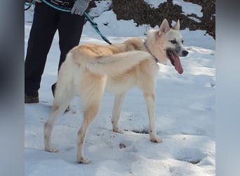 Chen, verspielter Hundejunge