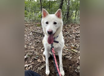 Charlie, weißer charmanter Rüde