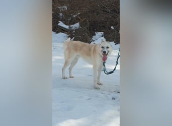 Chen, verspielter Hundejunge