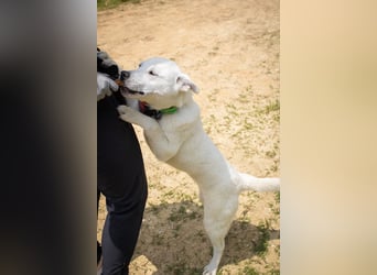 Amy, liebevolle Junghündin