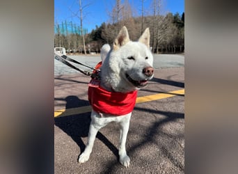 Chloe, sanfte Jindo-Mix Hündin