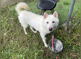 Charlie, weißer charmanter Rüde