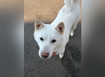 Chloe, sanfte Jindo-Mix Hündin