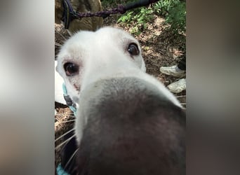 Amy, liebevolle Junghündin