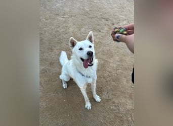Chapsal, treuer Beschützer mit großem Herzen