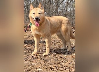 Bud, sanfter Gentleman