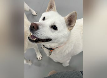 Chloe, sanfte Jindo-Mix Hündin